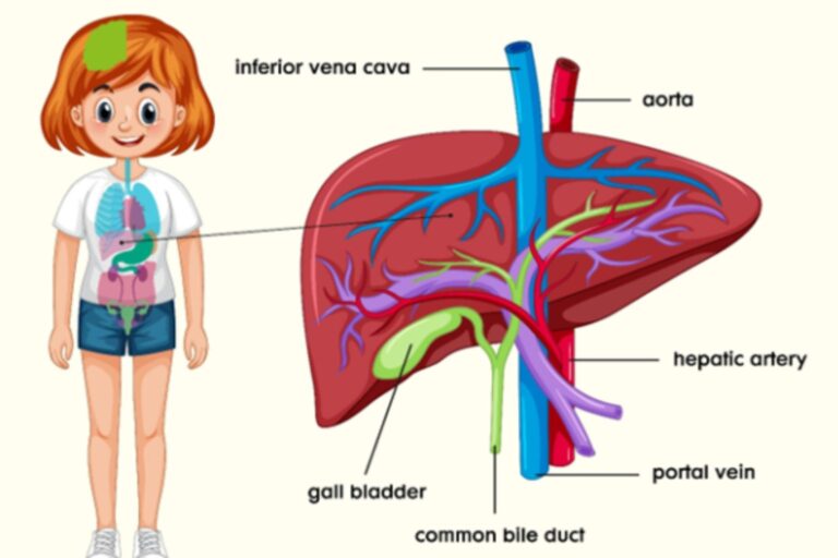 Liver Function Test Everything You Need to Know About It