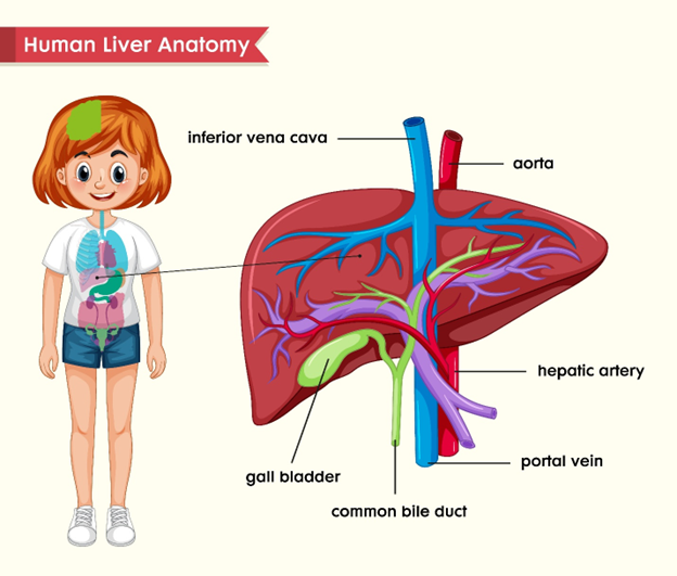 Liver Function Test : Everything You Need to Know About It